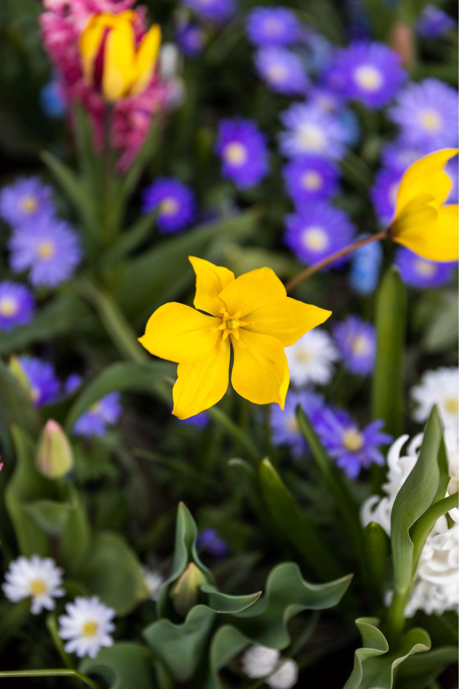 Tulipe botanique 'Sylvestris'